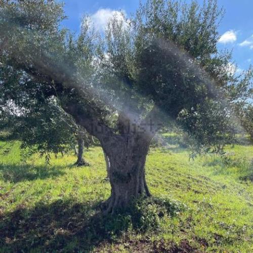 Immagine del punto di interesse: Voto Pio Antonio